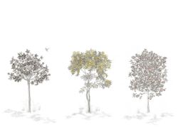 Arbustes | Gris