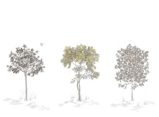 Arbustes | Gris