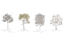 Arbustes | Gris