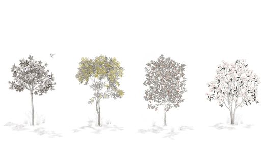 Arbustes | Gris