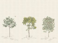 Arbustes | Naturel